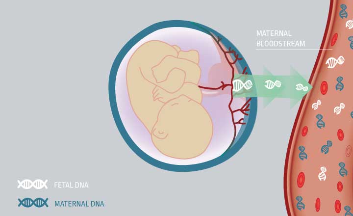 Qualified® prenatalni test